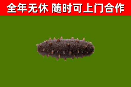 新荣回收海参干